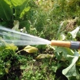 Over bladluizen in je tuin: wat te doen?
